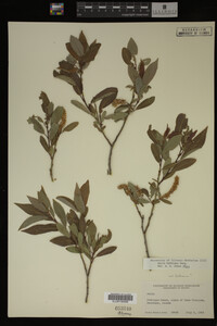 Salix bebbiana image