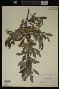 Salix bebbiana image
