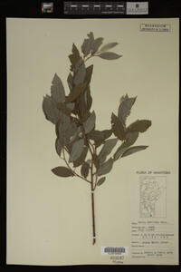 Image Associated With the Occurrence