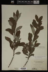 Salix bebbiana image