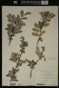 Salix bebbiana image