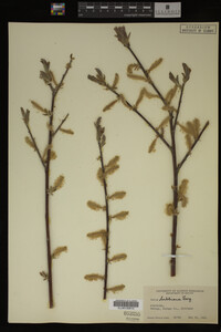 Salix bebbiana image