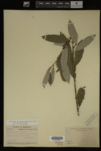 Image Associated With the Occurrence