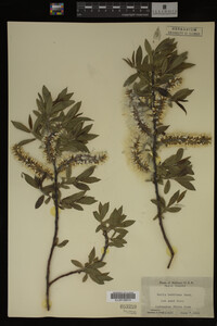Salix bebbiana image