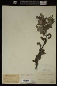 Image Associated With the Occurrence