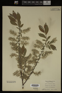 Image Associated With the Occurrence