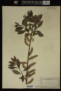 Salix bebbiana image