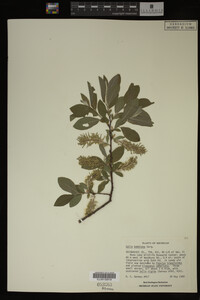 Salix bebbiana image