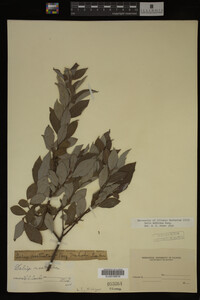 Salix bebbiana image