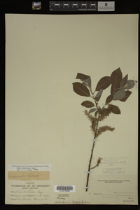 Salix bebbiana image