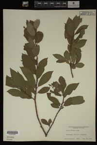 Image Associated With the Occurrence