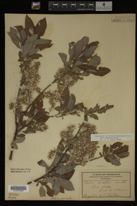 Image Associated With the Occurrence