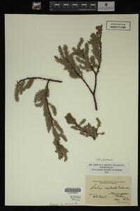Image Associated With the Occurrence