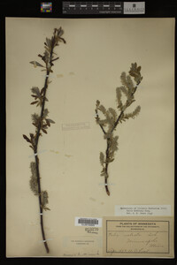 Salix bebbiana image