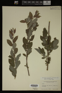 Salix bebbiana image