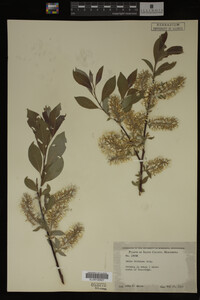 Image Associated With the Occurrence
