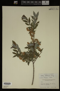 Image Associated With the Occurrence