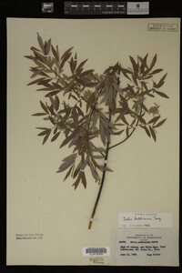 Image Associated With the Occurrence