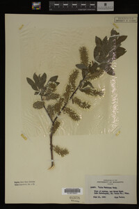 Salix bebbiana image