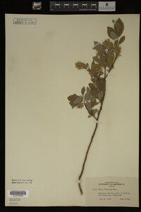 Image Associated With the Occurrence