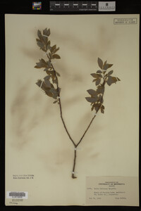 Image Associated With the Occurrence