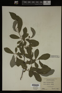 Salix bebbiana image