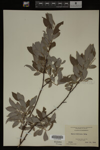 Salix bebbiana image