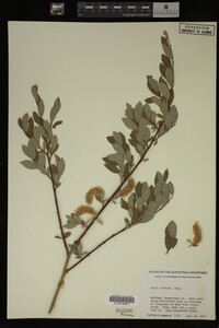 Salix bebbiana image