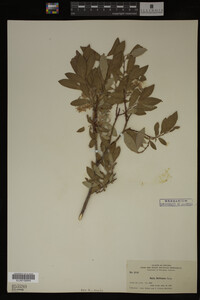 Image Associated With the Occurrence