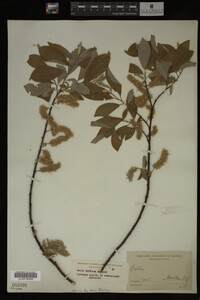 Salix bebbiana image