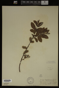 Salix bebbiana image