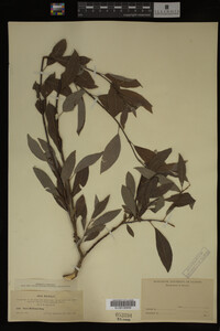 Image Associated With the Occurrence
