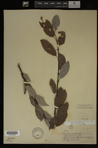 Image Associated With the Occurrence