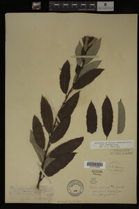 Image Associated With the Occurrence