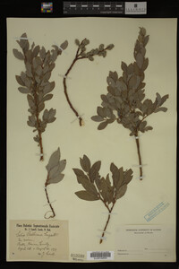 Image Associated With the Occurrence