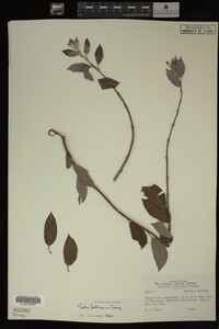Salix bebbiana image