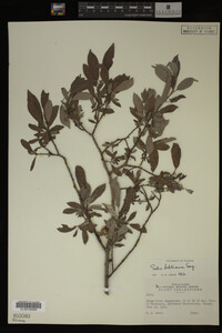 Image Associated With the Occurrence
