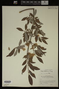 Salix bebbiana image