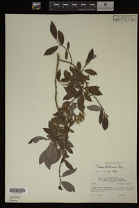 Image Associated With the Occurrence