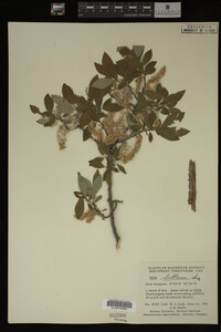 Image Associated With the Occurrence