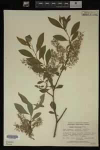 Image Associated With the Occurrence