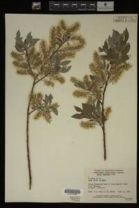 Image Associated With the Occurrence