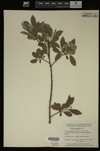 Salix bebbiana image