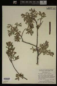 Image Associated With the Occurrence