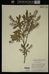 Image Associated With the Occurrence