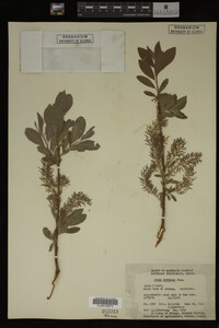 Media resource of Salix bebbiana