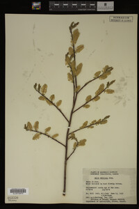 Image Associated With the Occurrence