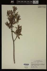 Image Associated With the Occurrence