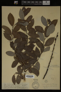 Image Associated With the Occurrence