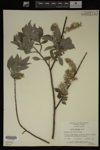 Salix bebbiana image